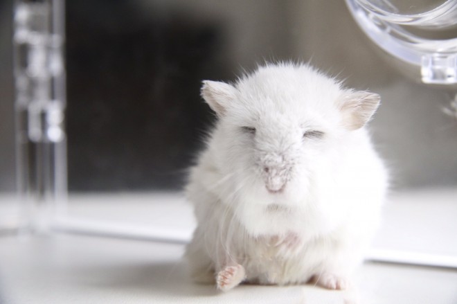 画像・写真 | 【ハムスター】もち太くんとぽん子ちゃんの「きゅんです