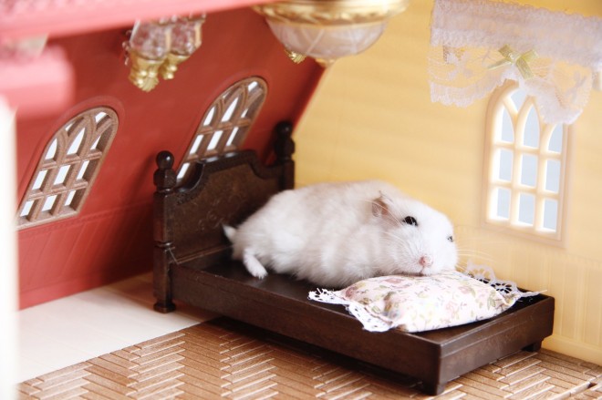 画像・写真 | 【ハムスター】もち太くんとぽん子ちゃんの「きゅんです