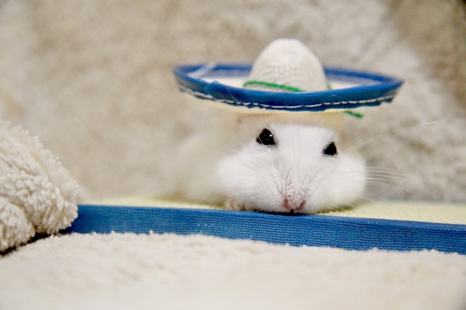 画像・写真 | 【ハムスター】もち太くんとぽん子ちゃんの「きゅんです