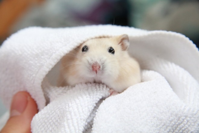 画像・写真 | 【ハムスター】もち太くんとぽん子ちゃんの「きゅんです