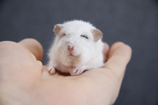 ハムスターさん専用　参考写真 画像・写真 | 【ハムスター】もち太くんとぽん子ちゃんの「きゅんです