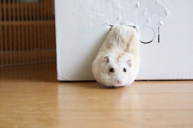 ハムスターさん専用　参考写真 画像・写真 | 【ハムスター】もち太くんとぽん子ちゃんの「きゅんです