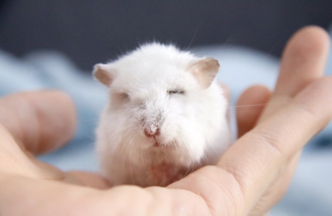 ハムスターさん専用　参考写真 元気いっぱい‪☆好奇心旺盛‪☆カラーハムスター(女の子)‬‬