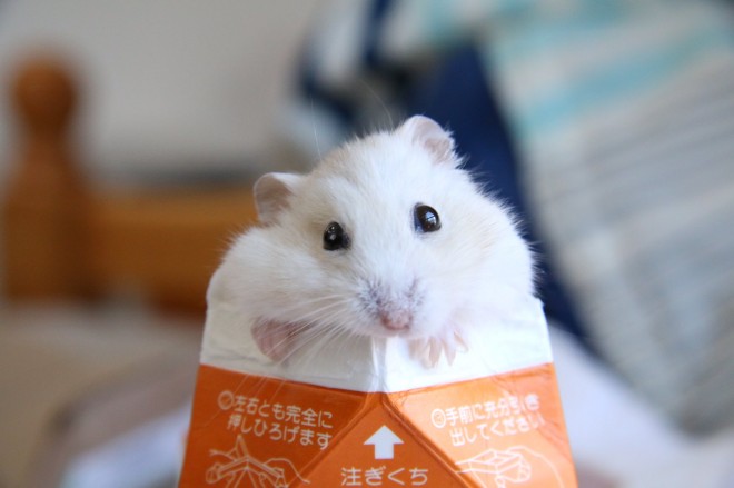 画像・写真 | 【ハムスター】もち太くんとぽん子ちゃんの「きゅんです