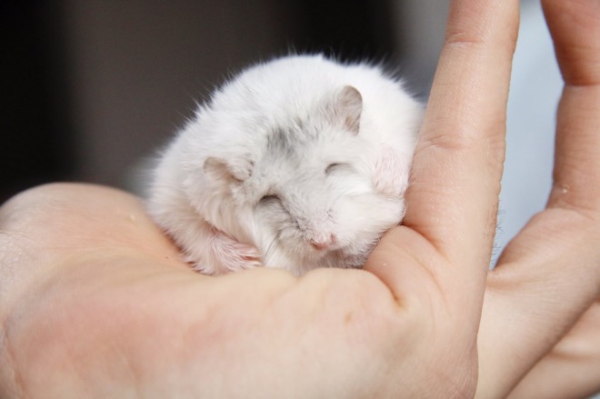 ハムスターさん専用　参考写真 ハムスターさん専用 参考写真 ハムスターさん専用 参考写真 ハムスター