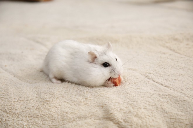 画像・写真 | 【ハムスター】もち太くんとぽん子ちゃんの「きゅんです
