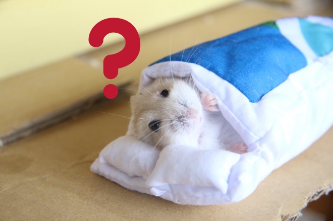 画像・写真 | 【ハムスター】もち太くんとぽん子ちゃんの「きゅんです