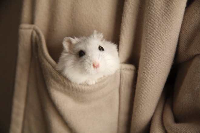 画像・写真 | 【ハムスター】もち太くんとぽん子ちゃんの「きゅんです