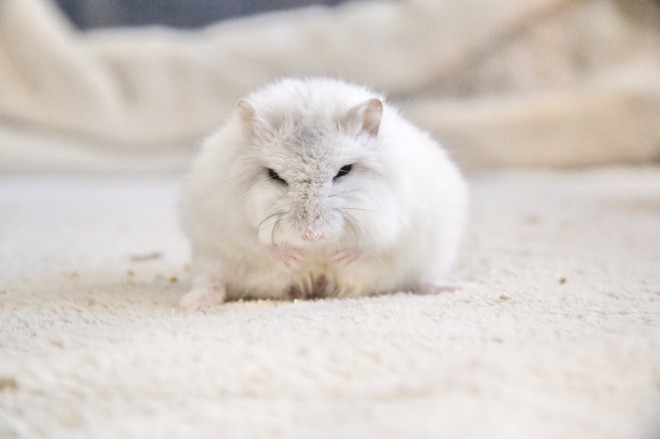 画像・写真 | 【ハムスター】もち太くんとぽん子ちゃんの「きゅんです