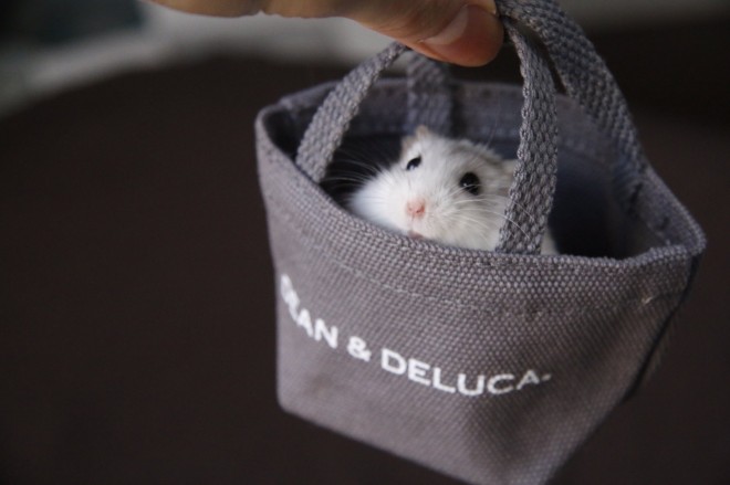 画像・写真 | 【ハムスター】もち太くんとぽん子ちゃんの「きゅんです