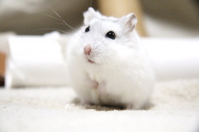 画像・写真 | 【ハムスター】もち太くんとぽん子ちゃんの「きゅんです