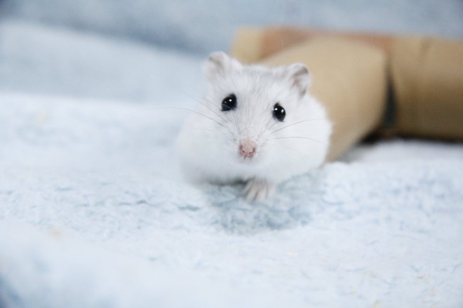 画像・写真 | 【ハムスター】もち太くんとぽん子ちゃんの「きゅんです