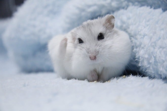 画像・写真 | 【ハムスター】もち太くんとぽん子ちゃんの「きゅんです