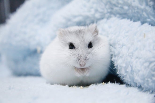 画像・写真 | 【ハムスター】もち太くんとぽん子ちゃんの「きゅんです