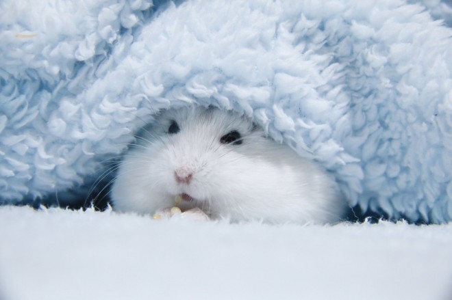 画像・写真 | 【ハムスター】もち太くんとぽん子ちゃんの「きゅんです