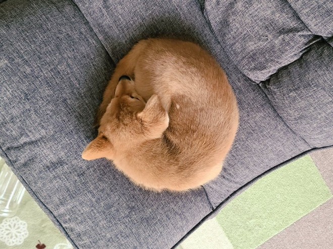 画像 写真 犬 柴犬の仔犬 麦くんフォトギャラリー12枚目 Eltha エルザ