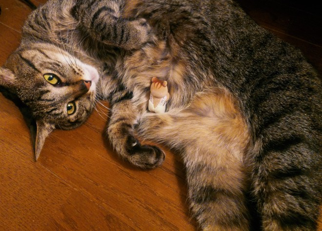 Lɂ܂郊X̐Ԃi摜񋟁FG肷j