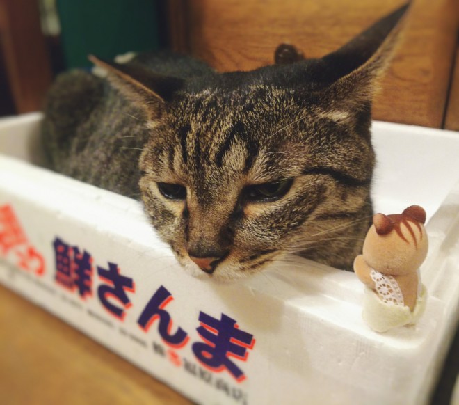 Lɂɂ܂郊X̐Ԃi摜񋟁FG肷j