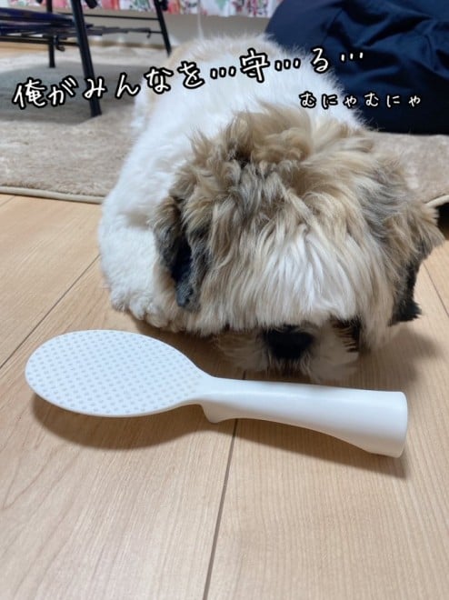 画像 写真 犬 しゃもじ犬のたぬきちくん4枚目 Eltha エルザ