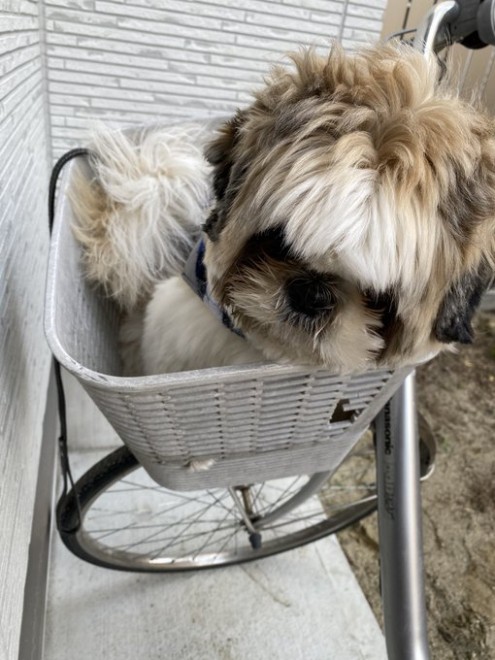 画像 写真 犬 しゃもじ犬のたぬきちくん11枚目 Eltha エルザ