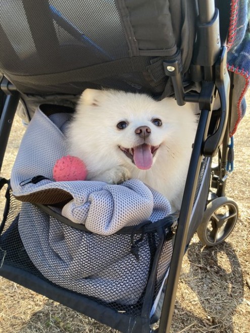 画像 写真 犬 散歩に行きたがらないレイちゃん5枚目 Eltha エルザ