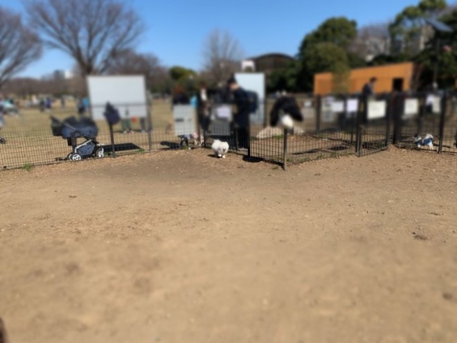 �h�b�O�����ɗ������ǁA�h�����h���Ȃ����C�����