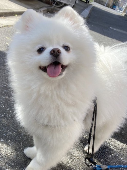 �y�������Ȋ�ŎU�������郌�C�����