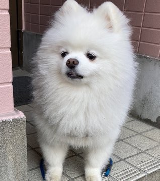 �U���ɍs�������Ȃ��l�q�̃��C�����