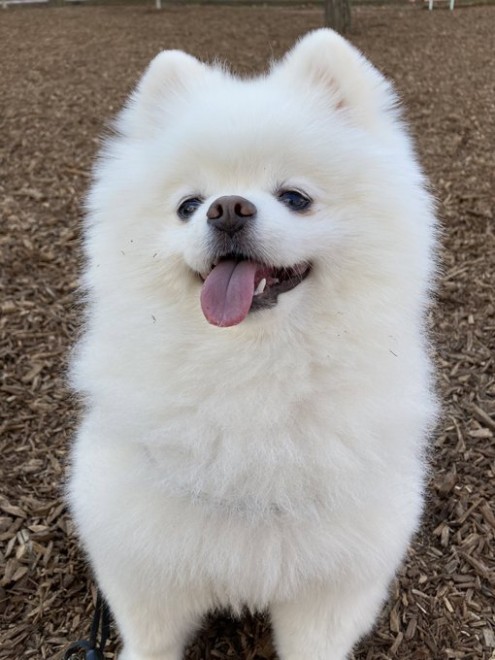 �y�������Ȋ�ŎU�������郌�C�����