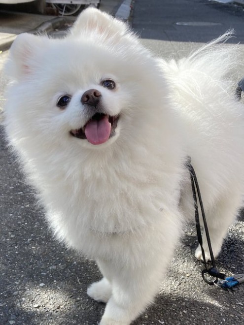 �y�������ɎU�������郌�C�����