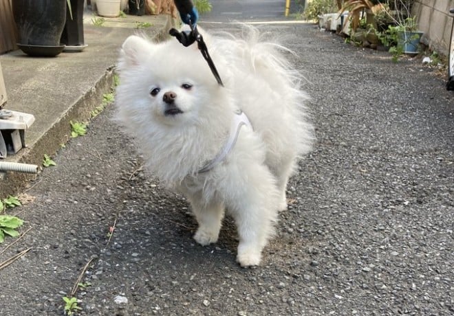 画像 写真 犬 散歩に行きたがらないレイちゃん16枚目 Eltha エルザ