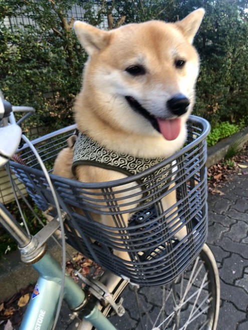 ���]�Ԃɏ�郏�������