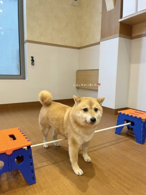 画像 写真 犬 絶妙な塩梅で舌を出す柴犬12枚目 Eltha エルザ