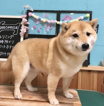 �t���t���ɕ����������������