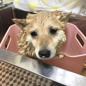 ����ă{�f�B���S�����ڂ񂾃��������