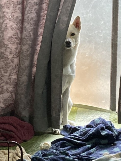 �u���͂�v�����傳����U���ɗU�������������