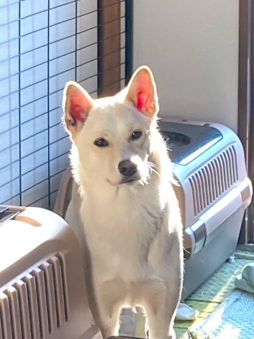 �u�����͉�����v