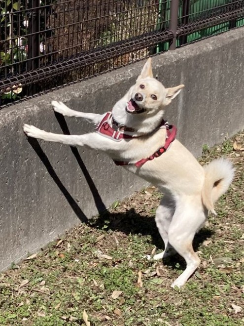 �u�����͉�����v