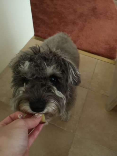 ��������H�ׂ�ꂽ���������