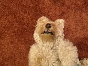 �����傳��ɂȂłĂ��炤�Ƃ��ɁA�ڂ������Ă��܂��u���[�X����