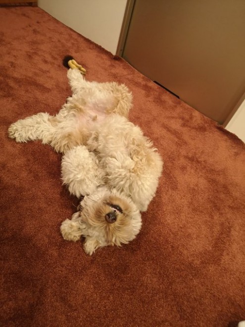 �����傳��ɂȂłĂ��炤�Ƃ��ɁA�ڂ������Ă��܂��u���[�X����