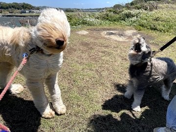 �����傳��ƊC�ӂɎU���ɂ���2�C