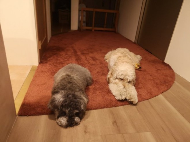 ���b�v�̂悤�ɂȂ��Ė���2�C