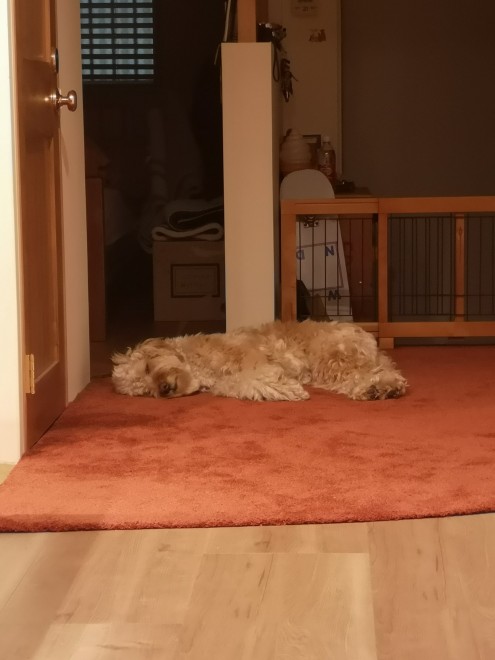 �u���[�X����