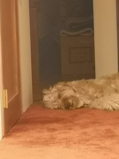 �u���[�X����