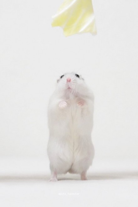 画像・写真 | ハムスターの音と歌フォトギャラリー15枚目 | eltha