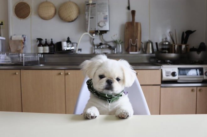 画像 写真 犬 ペキニーズ ムーチョくん15枚目 Eltha エルザ