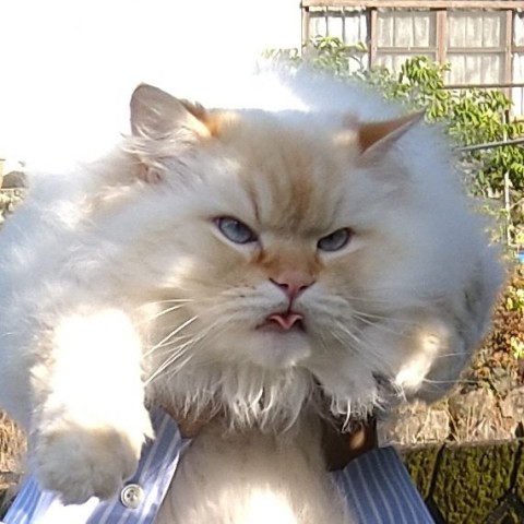 サムネイル 【猫】山奥で暮らすモフモフのデカ猫・ハクくん