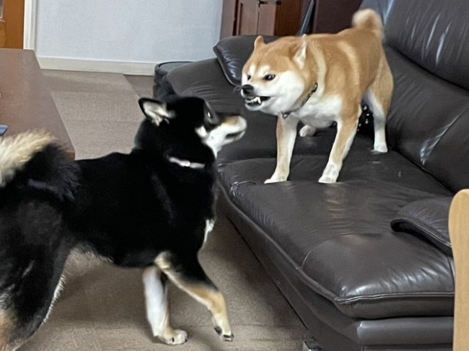 画像 写真 犬 柴犬つぶらちゃん 1枚目 Eltha エルザ