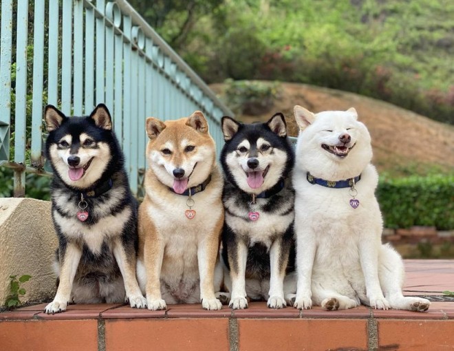 画像 写真 犬 柴犬4姉妹15枚目 Eltha エルザ